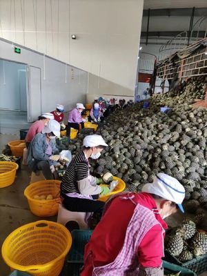 复工一线掠影:疫情下,崇左片区口岸经济展现出韧性与活力